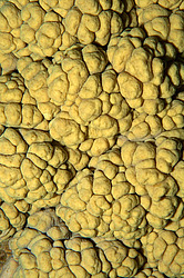 �������� ��������, ������� ���� (������, �����)