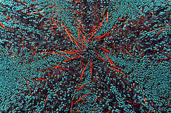 �������� ��������, ������� ���� (������, �����)