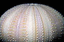 ������ �������� ���. ������� ����