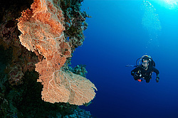 ��������� ��� �������� ����, ������