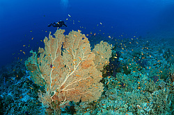 ��������� ��� �������� ����, ������