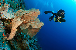 ��������� ��� �������� ����, ������