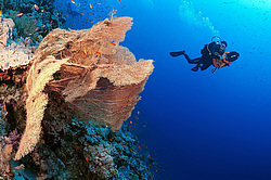 ��������� ��� �������� ����, ������