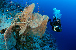 ��������� ��� �������� ����, ������