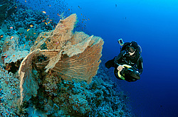 ��������� ��� �������� ����, ������