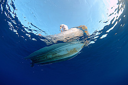 ��������� ��� �������� ����, ������