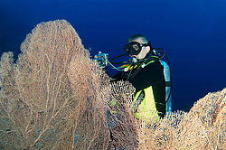 ��������� ��� �������� ����, ������