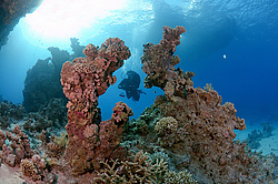 ��������� ��� �������� ����, ������