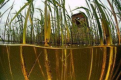 ������, ������� (�������� ���. )