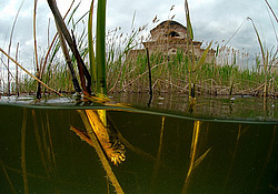 ������, ������� (�������� ���. )