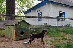 ������, ������� (�������� ���. )