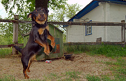 ������, ������� (�������� ���. )