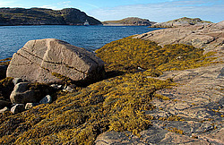 ��������� ����, ���� ��������