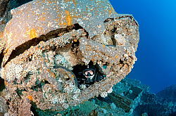 ����������������� Bren Carrier MK-1. ������������ ���������� � ���� �� ����� ���������� ������� 1956 ����