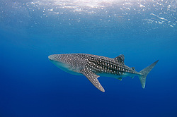 ������� ����� (Rhincodon typus)