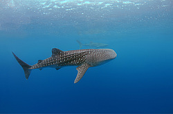 ������� ����� (Rhincodon typus)