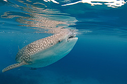 ������� ����� (Rhincodon typus)