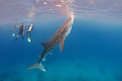 ������� ����� (Rhincodon typus)