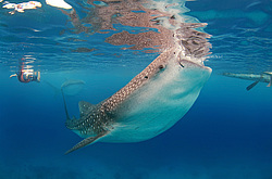 ������� ����� (Rhincodon typus)