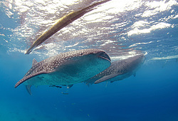 ������� ����� (Rhincodon typus)