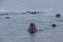 ���� (Odobenus rosmarus) ����� ������ ������, ������� ������ �� �������