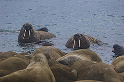 ���� (Odobenus rosmarus) ����� ������ ������, ������� ������ �� �������