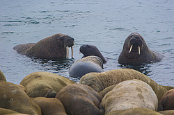 ���� (Odobenus rosmarus) ����� ������ ������, ������� ������ �� �������