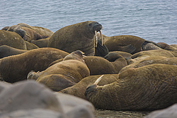 ���� (Odobenus rosmarus) ����� ������ ������, ������� ������ �� �������