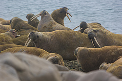 ���� (Odobenus rosmarus) ����� ������ ������, ������� ������ �� �������