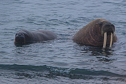 ���� (Odobenus rosmarus) ����� ������ ������, ������� ������ �� �������