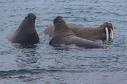 ���� (Odobenus rosmarus) ����� ������ ������, ������� ������ �� �������