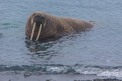 ���� (Odobenus rosmarus) ����� ������ ������, ������� ������ �� �������