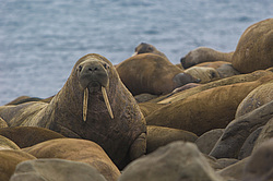 ���� (Odobenus rosmarus) ����� ������ ������, ������� ������ �� �������