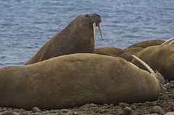 ���� (Odobenus rosmarus) ����� ������ ������, ������� ������ �� �������