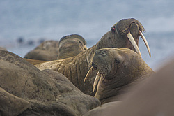 ���� (Odobenus rosmarus) ����� ������ ������, ������� ������ �� �������