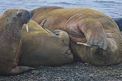 ���� (Odobenus rosmarus) ����� ������ ������, ������� ������ �� �������