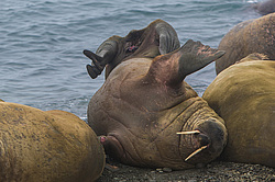 ���� (Odobenus rosmarus) ����� ������ ������, ������� ������ �� �������
