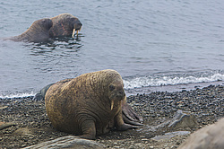 ���� (Odobenus rosmarus) ����� ������ ������, ������� ������ �� �������