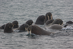 ���� (Odobenus rosmarus) ����� ������ ������, ������� ������ �� �������