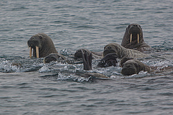 ���� (Odobenus rosmarus) ����� ������ ������, ������� ������ �� �������