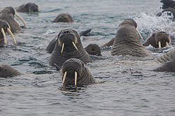 ���� (Odobenus rosmarus) ����� ������ ������, ������� ������ �� �������