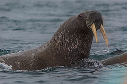 ���� (Odobenus rosmarus) ����� ������ ������, ������� ������ �� �������