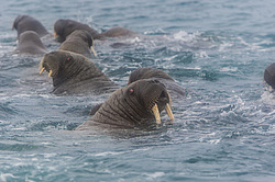 ���� (Odobenus rosmarus) ����� ������ ������, ������� ������ �� �������