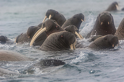 ���� (Odobenus rosmarus) ����� ������ ������, ������� ������ �� �������