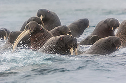 ���� (Odobenus rosmarus) ����� ������ ������, ������� ������ �� �������