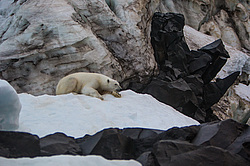 ����� ������� (Ursus maritimus) ����� ������-������