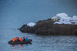 ����� ������� (Ursus maritimus) ����� ������-������