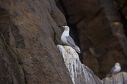������ (Rissa tridactyla) ����������� ����� �� ����� ������-������