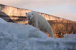 ����� ������� (Ursus maritimus) ����� ������-������