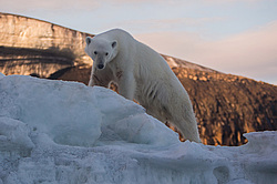 ����� ������� (Ursus maritimus) ����� ������-������